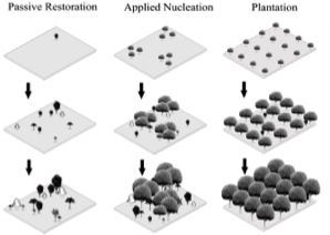 Nucleation figure small